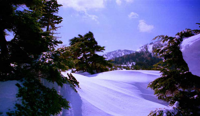 新潟県　スキー場